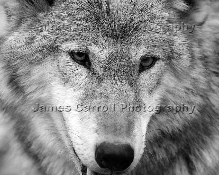 Timber Wolf