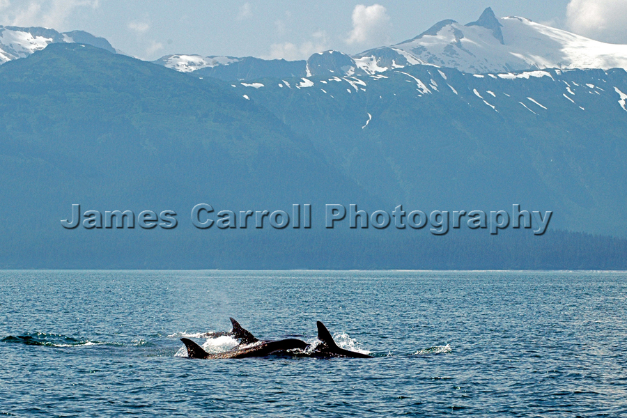 Orca Pod Alaska