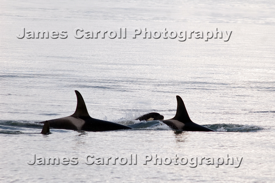 Orcas