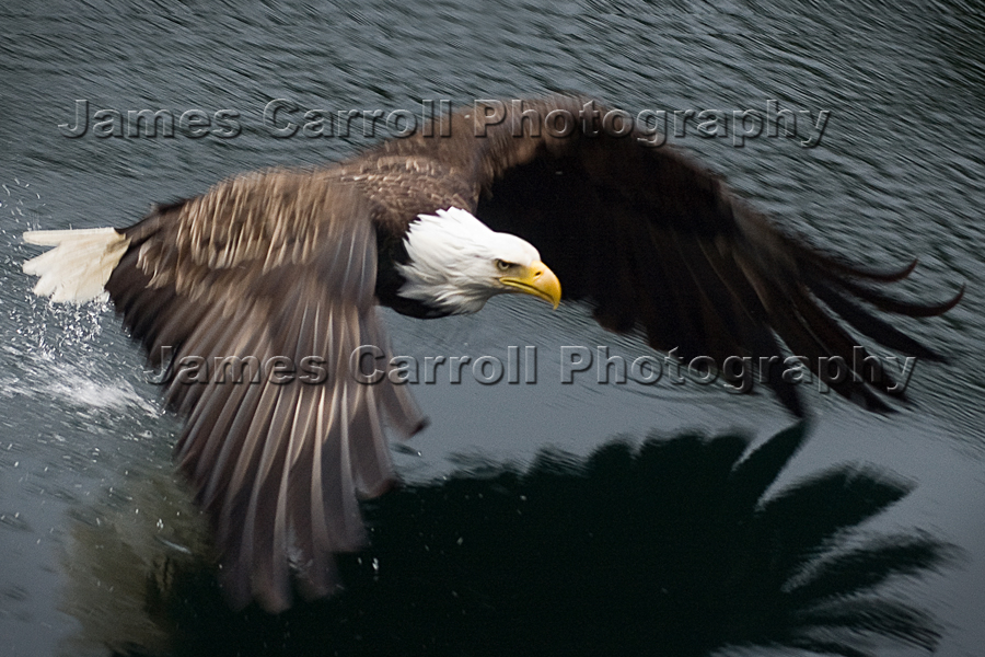 Eagle Low Pass
