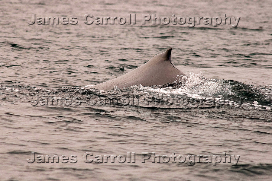 Humpback Fin