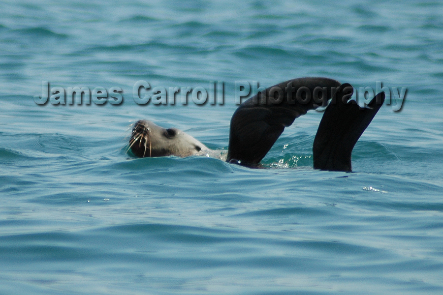 Waving Seal