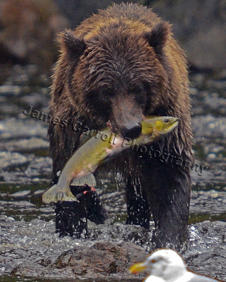 Catch Of The Day