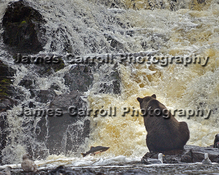 Old Bear Fishing