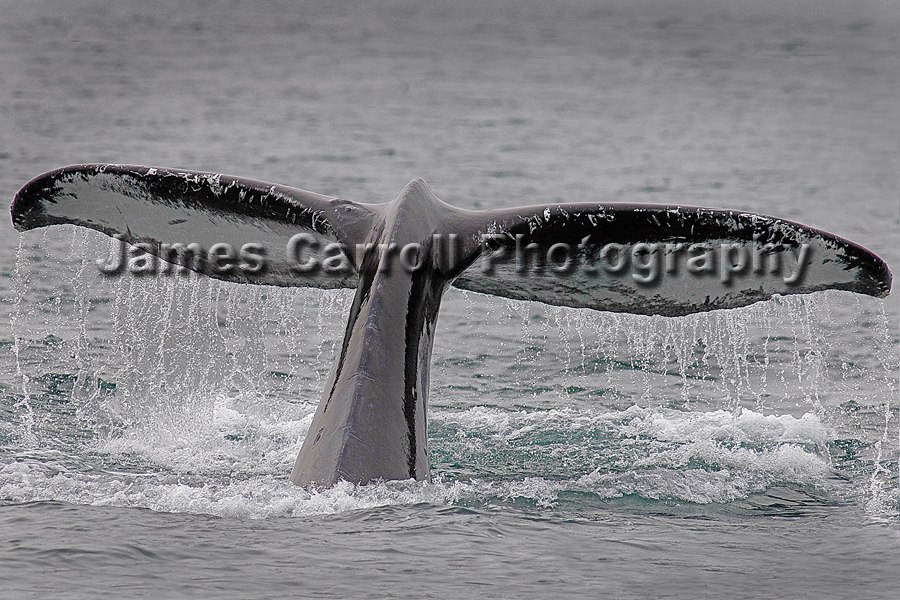 Wale Tail